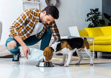 lajollawalkdogservices.com